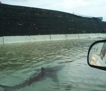 Fake photo of shark swimming on Houston highway