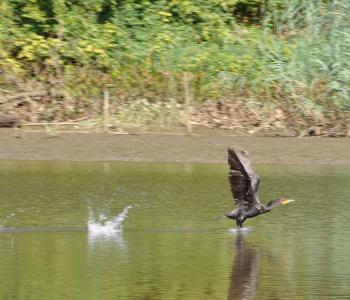 Large bird on the Anacostia River