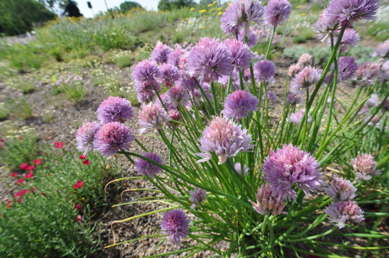 Photo of Green Infrastructure