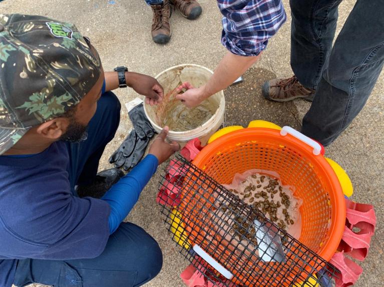 Anacostia and Potomac Mussels