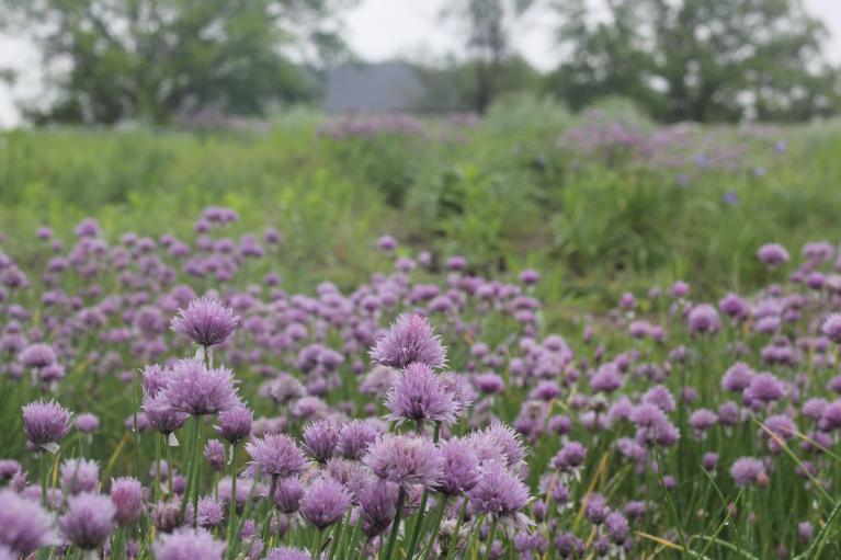 flowers