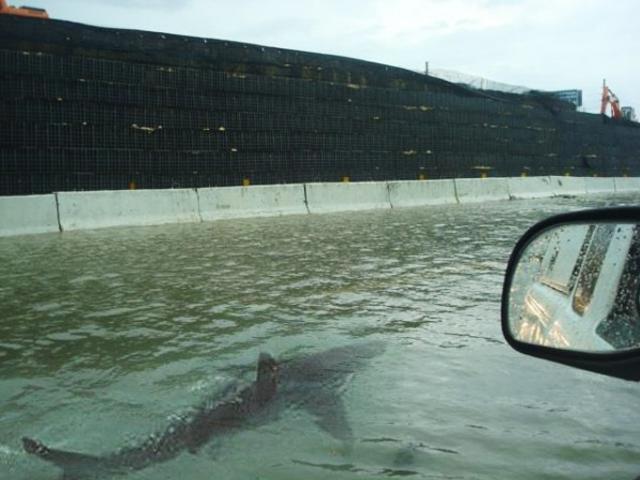 Fake photo of shark swimming on Houston highway