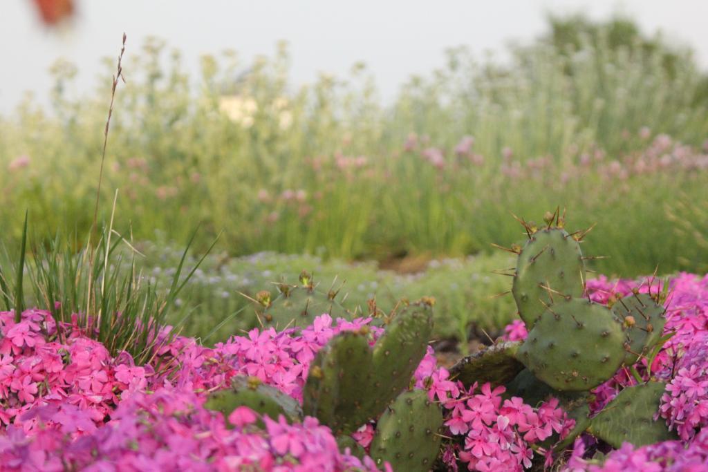 Fort Reno Plants