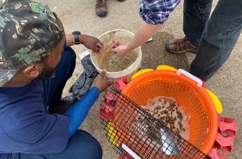 Anacostia and Potomac Mussels